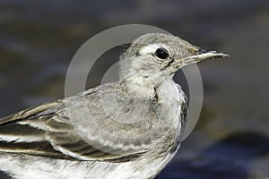 An immature of White Wagtail close-up / Motacilla alba