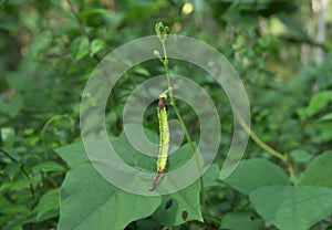 An immature Winged bean pod and flower buds on an elevated stem