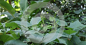 An immature Winged bean pod and a flower on a Winged Bean vine