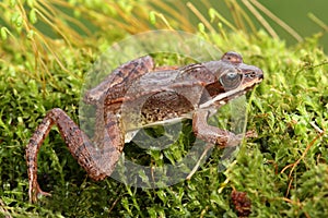 Immature Wood Frog Rana sylvatica