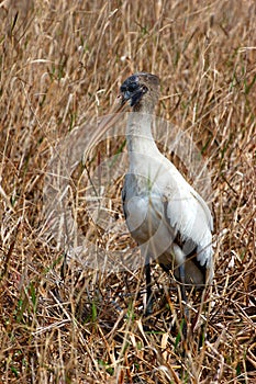 Immature Wood Stork