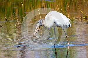 Immature Wood Stork Trying to Eat a Wiggling Snake