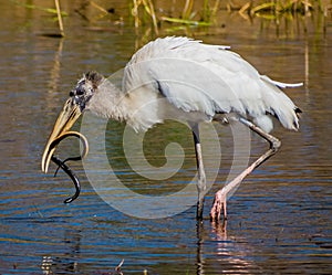 Immature Wood Stork with a Wiggling Snake