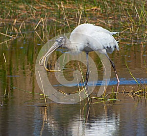 Immature Wood Stork with a Wiggling Snake