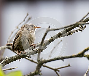 Immature Wren