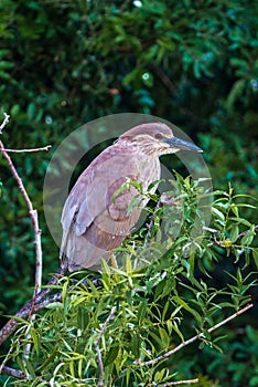 Immature Yellow Crowned Night Heron