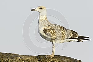 An immature of yellow-legged gull / Larus cachinnans