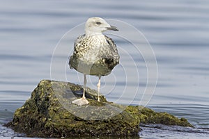 An immature of Yellow-legged Gull (Larus michahellis)
