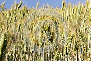 immature yellowing rye