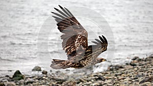 Immature young american bald eagle [haliaeetus leucocephalus] flying low with outstretched wings in coastal Alaska USA