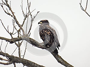 Immature young Bald Eagle stares from branch