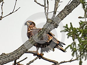 Immature young Bald Eagle stares from branch