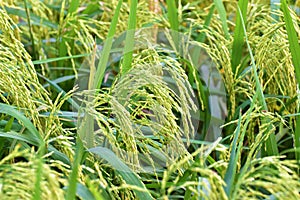 Immatured rice in paddyfield