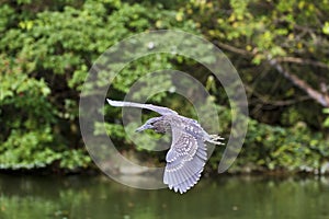 Immatures Black-crowned Night Heron,Nycticorax nycticorax