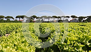 Immense field of lush green lettuce