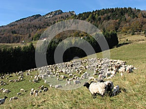 Immense flock of sheep lambs and goats grazing