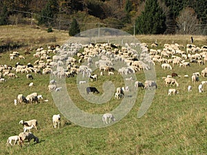 Immense flock of sheep lambs and goats grazing in the mountain