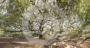 Immense live oak tree photo