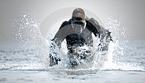 Dominant Silverback Gorilla Charging Through Water