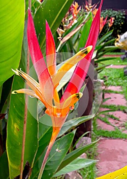 One graden with many colores