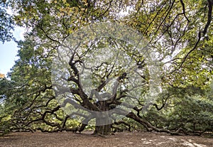 Immense spreading oak