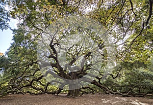 Immense spreading oak photo