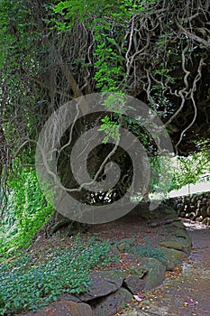 An immense Woody Liana Vine sprawling over a Monkeypod tree, creating a covered cove, in Kauia photo