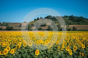 Radiant sunflower fields in Orciano Pisano, Tuscany, Italy photo