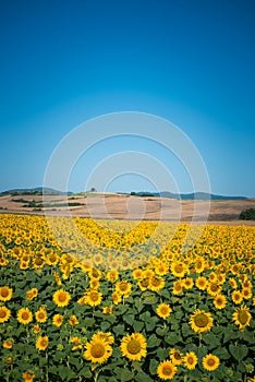 Radiant sunflower fields in Orciano Pisano, Tuscany, Italy photo