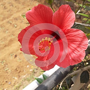 & x22;Fiery Elegance: Captivating Red Hibiscus Flower in Full Bloom& x22;