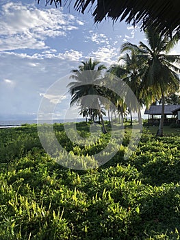 Nature& x27;s Tapestry: Verdant Turf, Majestic Coconut Palms, and Stunning Coastal Scenic Beauty