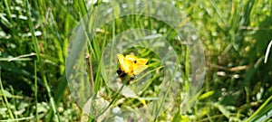 a sea of flowers of bright yellow buttercups (ranunculus) photo