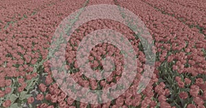 An immersive and cinematic Dlog-color video capturing the beauty of a red tulip flowerbed in the agricultural sector.