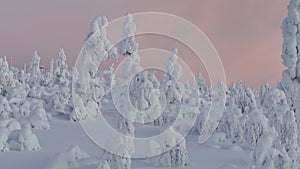 Immersive drone view of snow-covered fir trees in Lapland