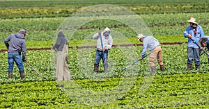 Immigrant farm workers working on farm.