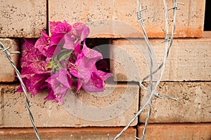 Immigration issues concept