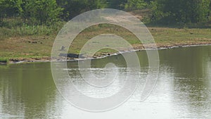 Immobile crocodile lies on calm lake reflecting trees bank