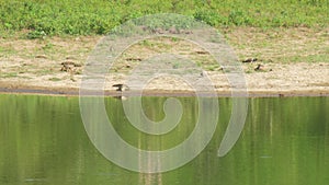 Immobile crocodile lies at lake reflecting animal slow