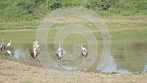 Immobile marabou storks stand in lake water at sandy bank