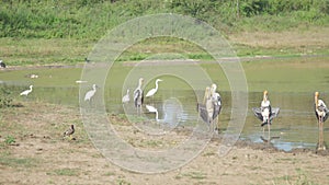 Immobile marabou storks stand in lake water at sandy bank