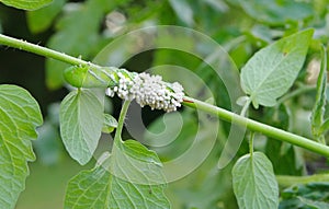 An Immobilized Tomato / Tobacco Hornworm as host to parasitic braconid wasp eggs