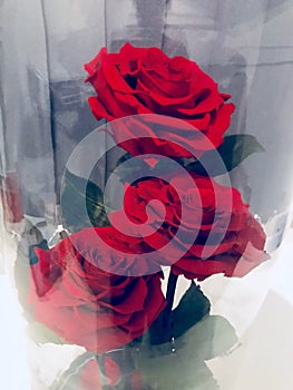 Immortal red roses