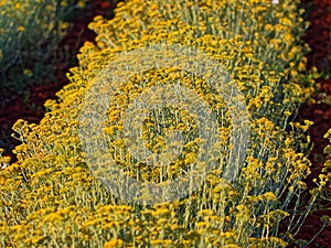 Immortelle field near Oklaj in Croatia