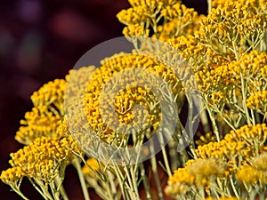 Immortelle field near Oklaj in Croatia