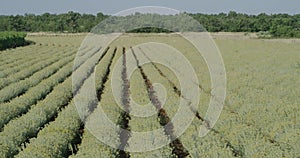 Immortelle field near Oklaj in Croatia