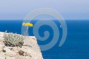 An Immortelle flower overlooking the sea in Corsica