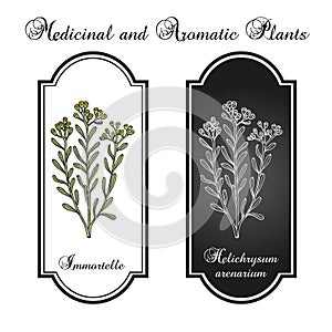 Immortelle Helichrysum arenarium, or dwarf everlast , medicinal plant