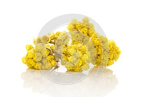 Immortelle plant isolated on white background