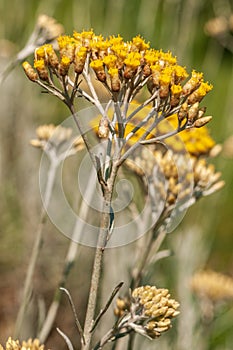 Paglia fiore fiore 