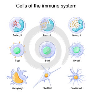Cells of the immune system. White blood cells or leukocytes photo